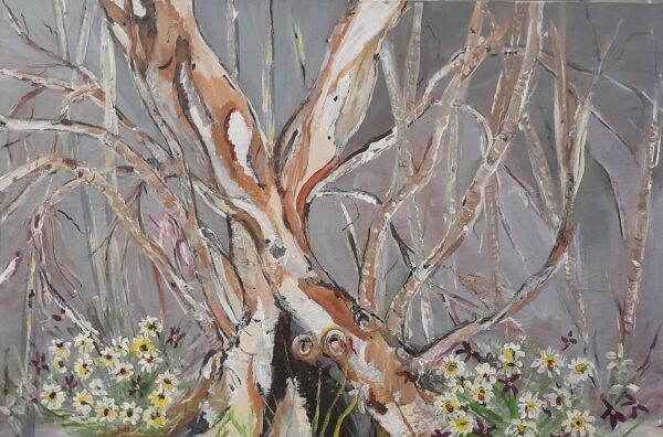 Snowgums near Falls Creek