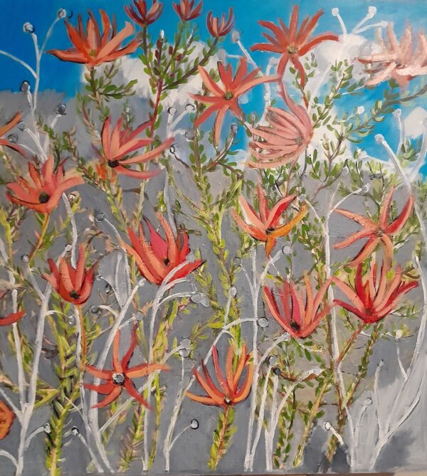 Orange leucadendrons