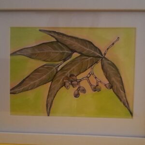 Gum leaves and gumnuts