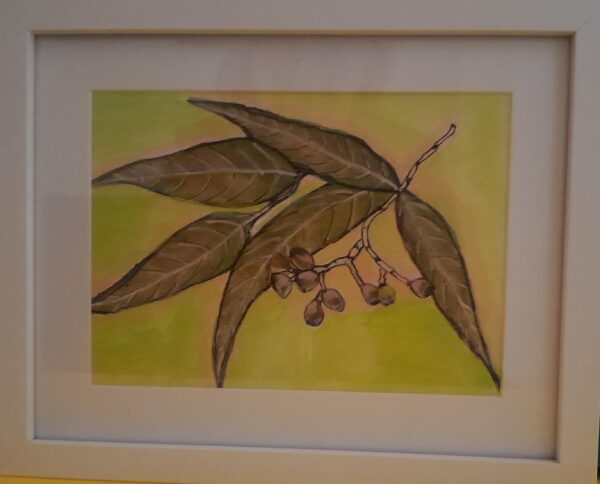 Gum leaves and gumnuts